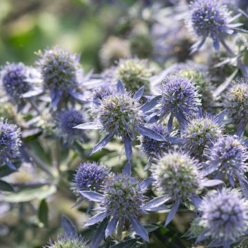 Eryngium planum 'Blue Hobbit' - Blue Sea Holly