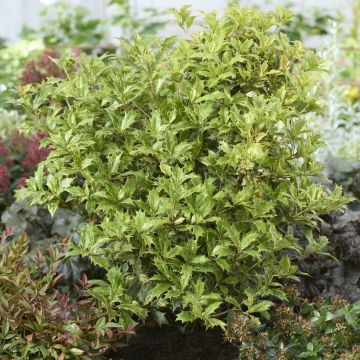 Large Osmanthus Heterophyllus - Evergreen Shrub - circa 120-140cm tall