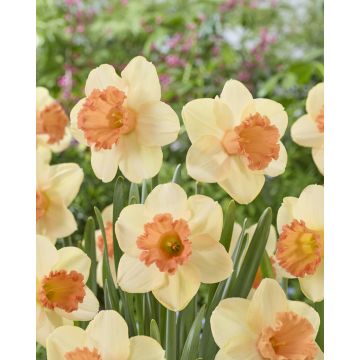 Narcissus Fulfillment - Pack of TEN Bulbs