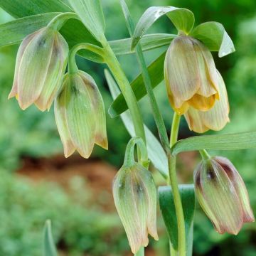 Fritillaria Pontica - Pack of 5