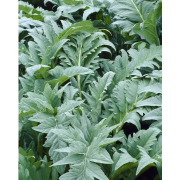 Cynara cardunculus - Silver Cardoon