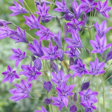 Triteleia laxa 'Queen Fabiola' - Pack of 10 Bulbs