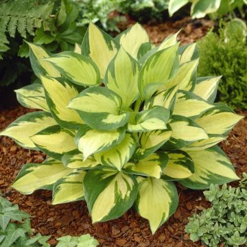 Hosta Morning Star