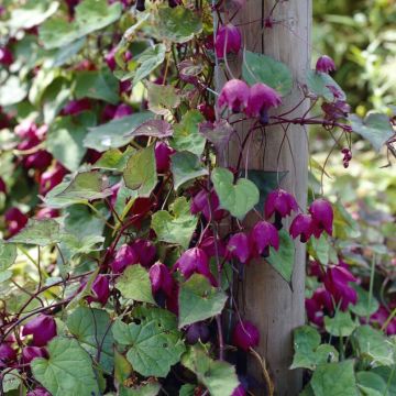 Rhodochiton Atrosanguineum - Purple Bell Vine