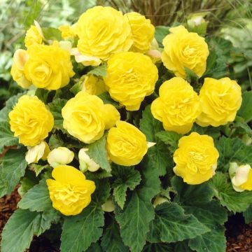 Begonia Non Stop Yellow