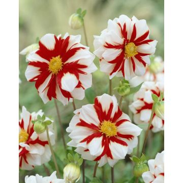 Dahlia Fire and Ice