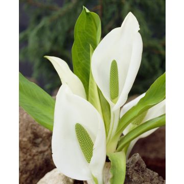 Lysichiton camtschatcensis
