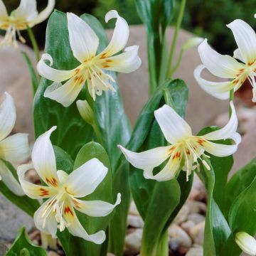 Erythronium White Beauty - Pack of 2 Bulbs