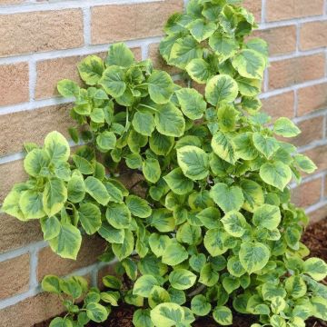 Hydrangea petiolaris Mirranda - Variegated Climbing Hydrangea