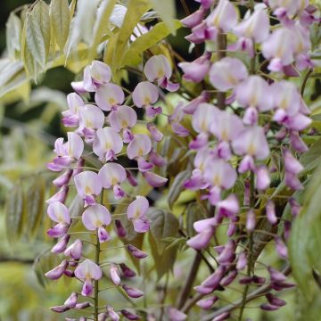 Wisteria floribunda Rosea - (Honbeni) Pink Japanese Wisteria