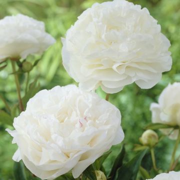 Paeonia lactiflora - Peony - Mothers Choice