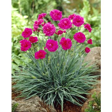 Dianthus 'Devon Wizard'