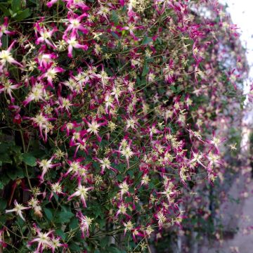 Clematis triternata Rubromarginata