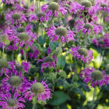 Monarda 'Prairie Night'  - Bergamot