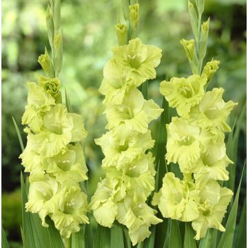 Gladiolus Green Star - Pack of 7