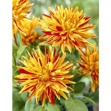 Dahlia Striped Vulcan