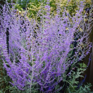 Perovskia Little Spire - Russian Sage Little Spire