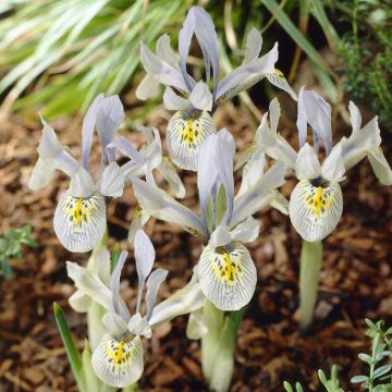 Iris Katharine Hodgkin - Pack of 10 Bulbs Iris Katharine Hodgkin - Pack of 10 Bulbs