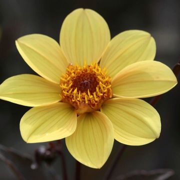 Dahlia Happy Single Party - Pack of THREE