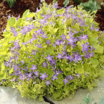 Campanula Dickson's Gold 