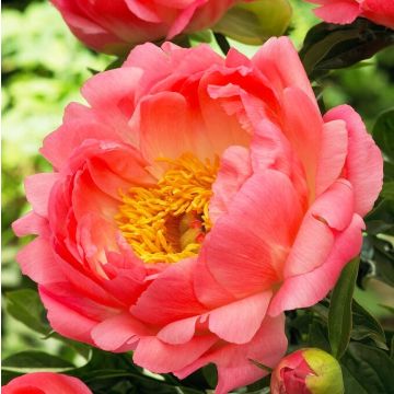 Paeonia Coral Sunset - Peony  - Pack of THREE