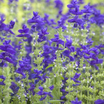 Sage Plant - Salvia horminum Oxford Blue - Painted Sage