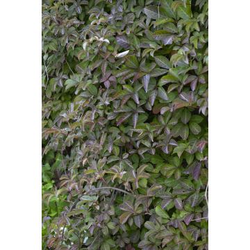 Parthenocissus henryana - Ivy