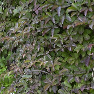 Parthenocissus henryana - Chinese Virginia Creeper