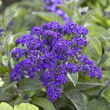 Heliotrope 'Marine'