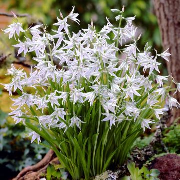 Ornithogalum Nutans - Star of Bethlehem - Pack of 12 Bulbs