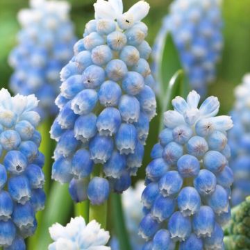 Muscari Peppermint - Pack of 15