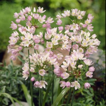 Allium Roseum - Pack of 20 Bulbs