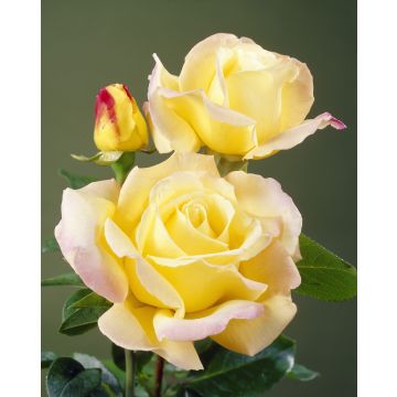 Rose 'Peace' - Hybrid Tea Rose 