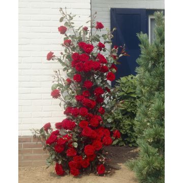 Large 5-6ft Specimen Climbing Rose - Mushimara