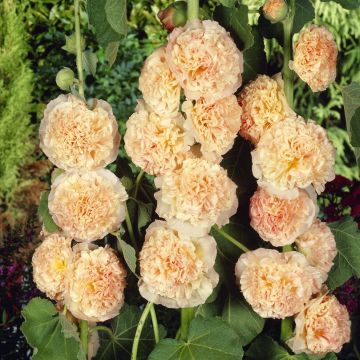 Alcea rosea "Chaters Double Salmon Pink"