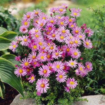 Aster novi-belgii 'Peter Harrison' - Michaelmas Daisy