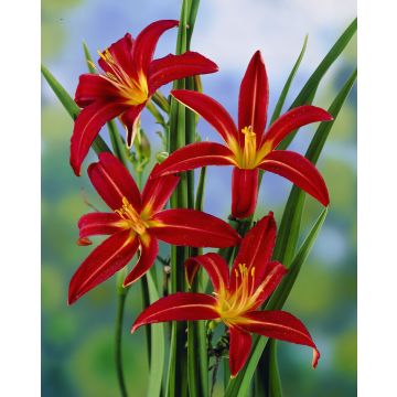 Hemerocallis Crimson Pirate