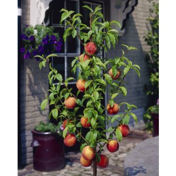 PEACH TREE - Prunus Persica