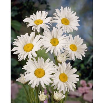 Leucanthemum  Alaska - Shasta Daisy