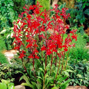 Lobelia cardinalis