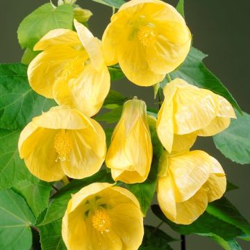 Abutilon hybrida YELLOW - Flowering Maple