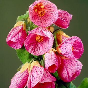 Abutilon hybrida PINK - Flowering Maple