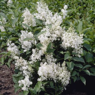Ligustrum japonicum 'Texanum' - Japanese Privet