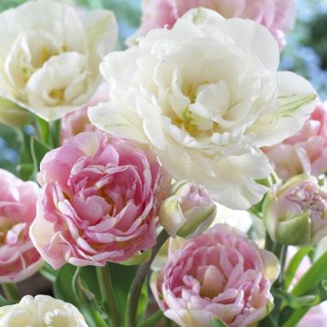 Tulip Double Romance - Pack of 25 Bulbs Tulip Double Romance - Pack of 25 Bulbs