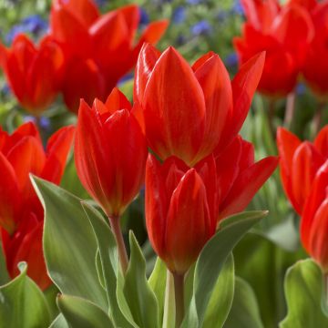 Tulipa praestans Fusilier - Pack of 6