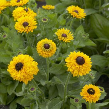 Rudbeckia hirta 'Maya' (BeGreen Pellets)