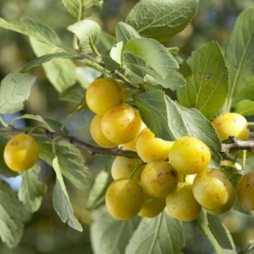 PLUM TREE - Lucky Dip Lost Label Variety circa 120-150cms tall