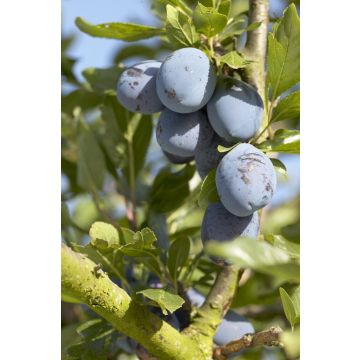 Patio Fruit Tree - Prunus domestica President - Plum Tree