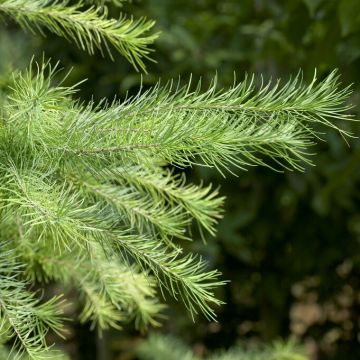 Larix kaempferi