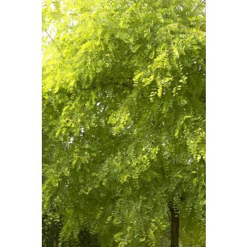 Robinia pseudoacacia 'Frisia' - False Acacia 'Frisia'